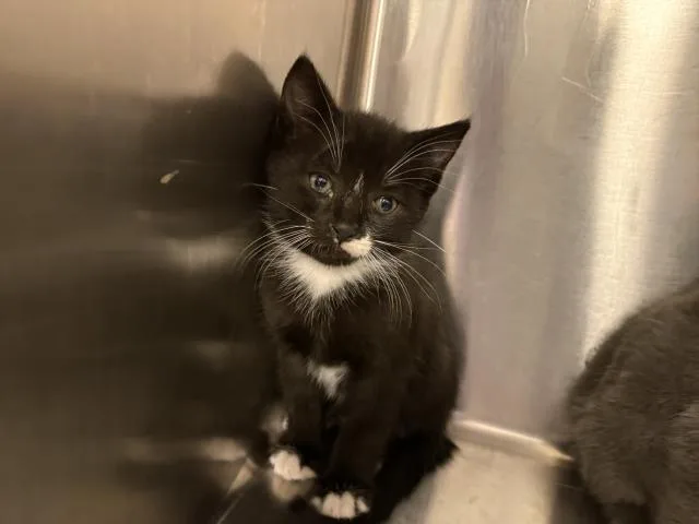 A baby small-sized male Domestic Short Hair cat named Adrian for adoption in Thousand Palms, CA