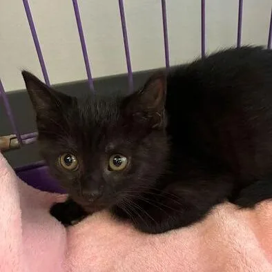 A baby small-sized male Black Domestic Short Hair cat named Mocha for adoption in Dayton, OH