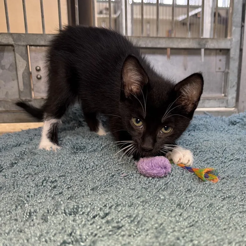 A baby small-sized male Black Domestic Short Hair cat named Pepper for adoption in Santa Barbara, CA