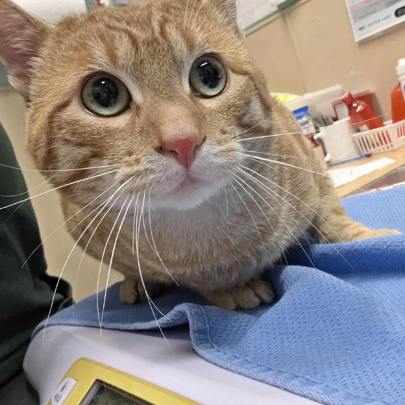 A young medium-sized male Orange / Red Domestic Short Hair cat named Serrano for adoption in Tacoma, WA
