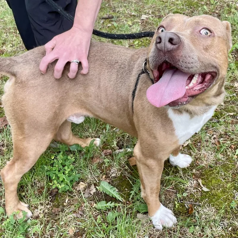 An adult medium-sized male Yellow / Tan / Blond / Fawn Pit Bull Terrier dog named Juby for adoption in Yanceyville, NC