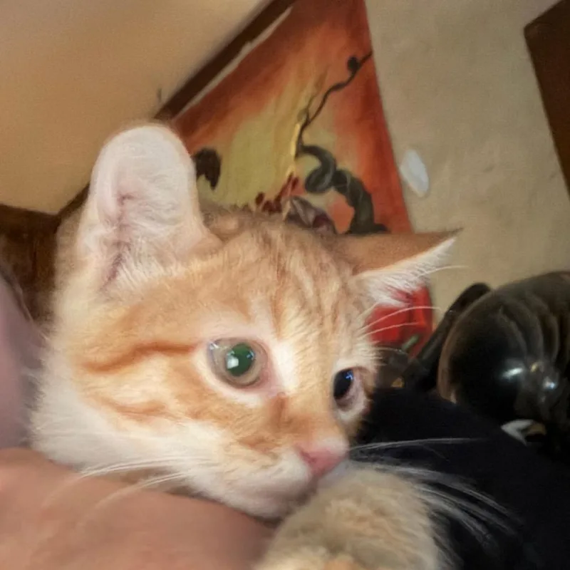 A baby small-sized female American Shorthair cat named Betty White for adoption in mount vernon, AR