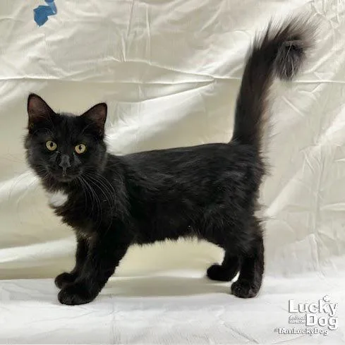 A young medium-sized male Domestic Long Hair cat named Jaspar for adoption in Washington, DC