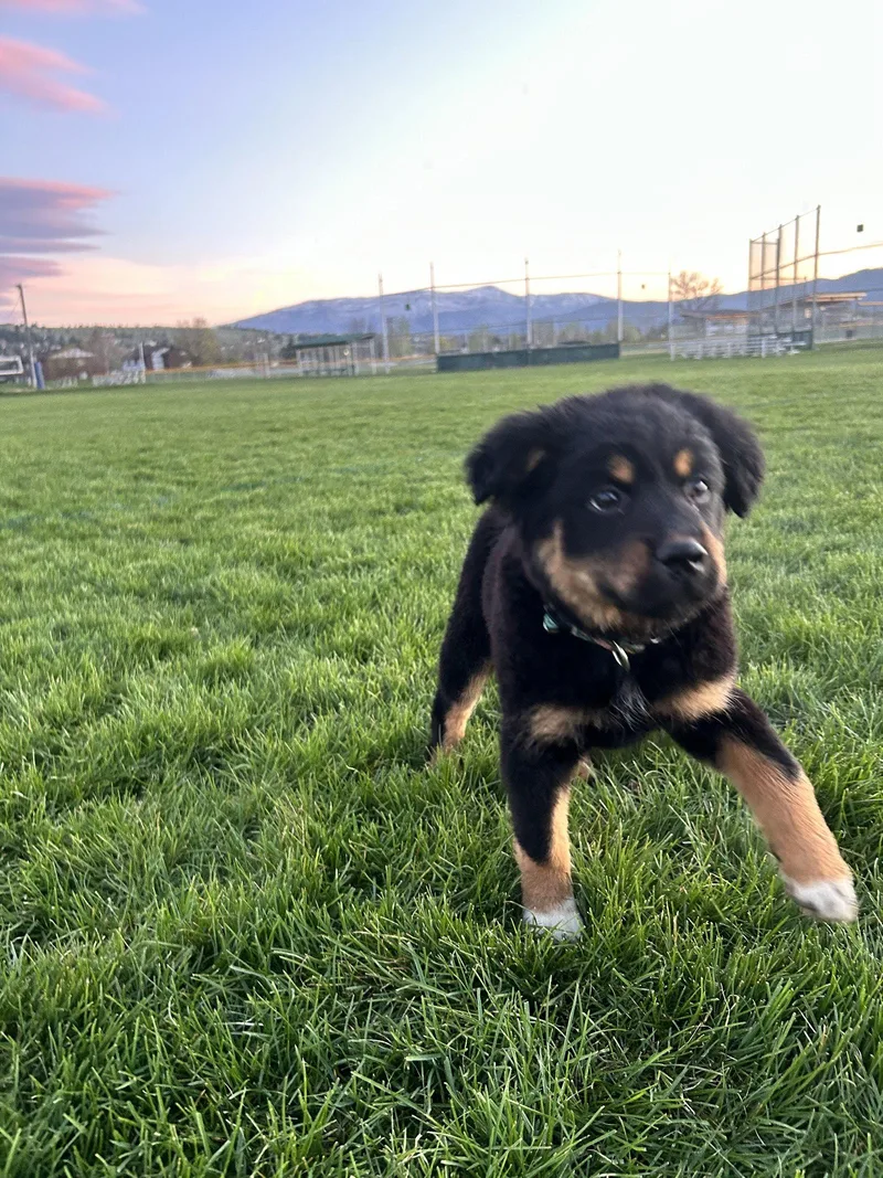 A baby medium-sized female Shepherd dog named Seeley for adoption in Polson, MT