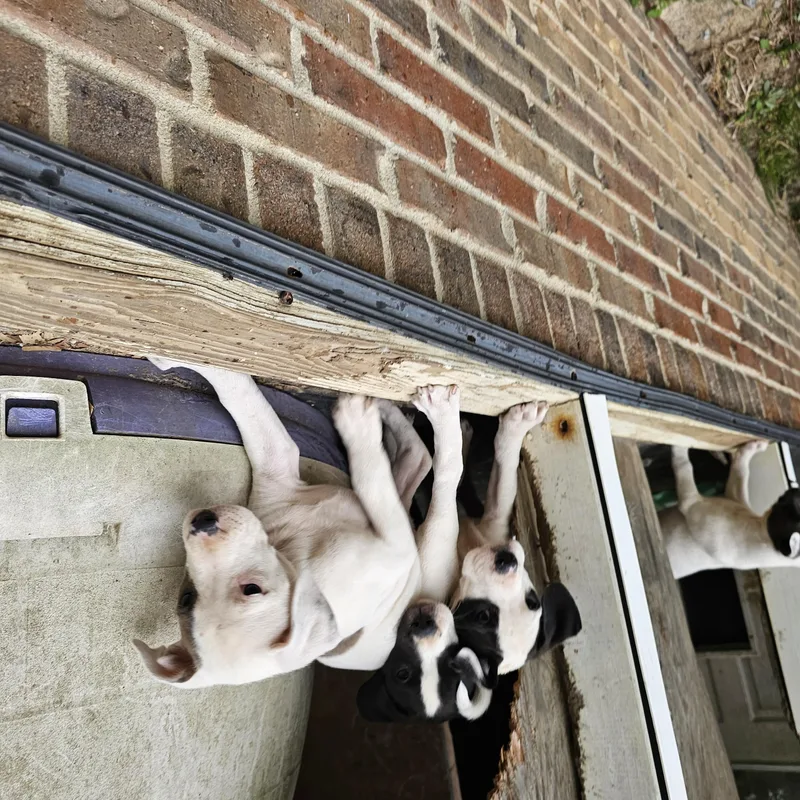 Charlotte thumbnail 3