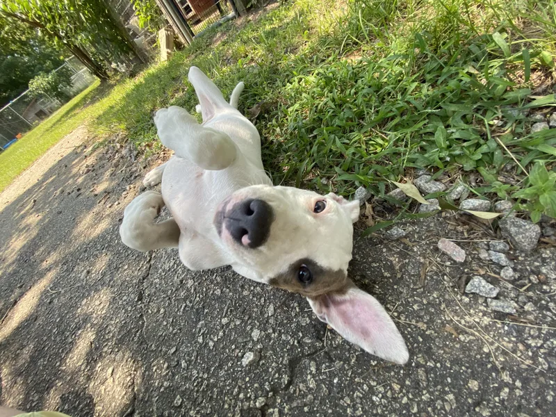 Charlotte thumbnail 5