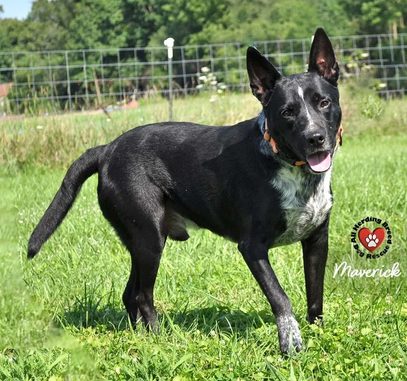 Maverick thumbnail 2