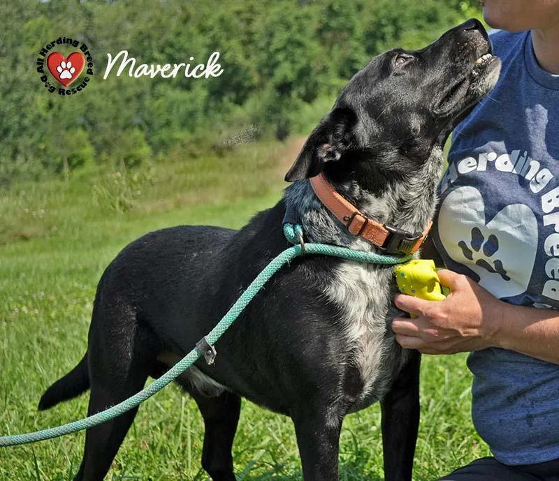 Maverick thumbnail 3