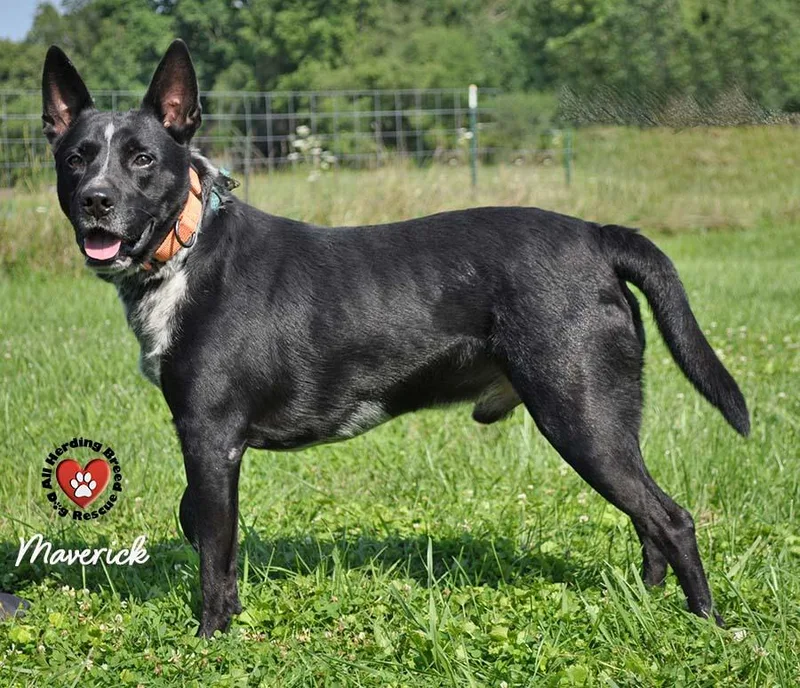 Maverick thumbnail 4