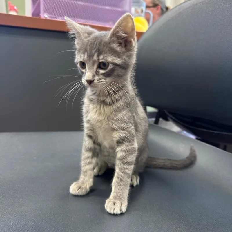 A baby small-sized female Gray / Blue / Silver Domestic Short Hair cat named Dabhi for adoption in Milan, IL