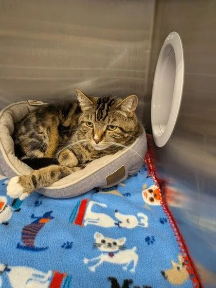An adult small-sized male Domestic Short Hair cat named Liam for adoption in Shawano, WI