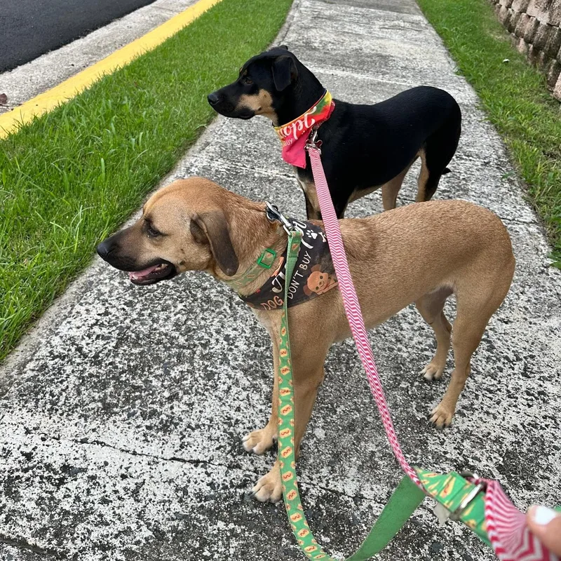 Luigi Bonded With Brother thumbnail 3