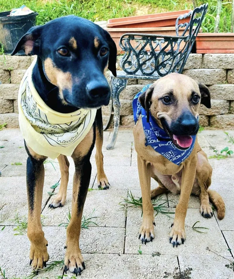 Luigi Bonded With Brother thumbnail 4