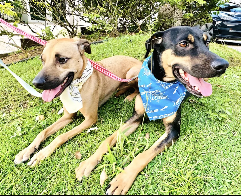 Luigi Bonded With Brother thumbnail 6