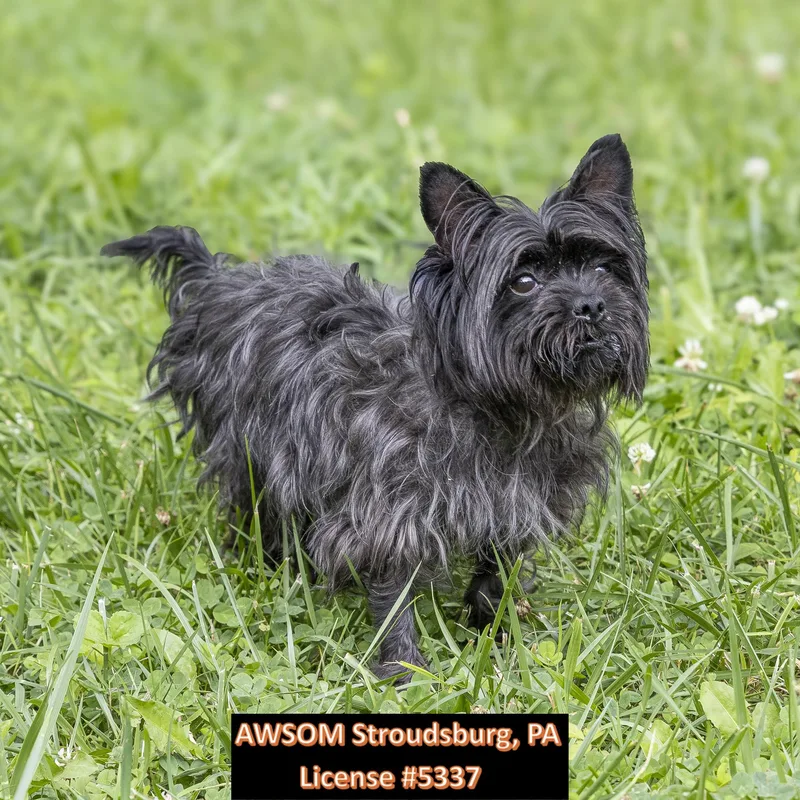 An adult small-sized female Black Yorkshire Terrier dog named Teenie for adoption in Stroudsburg, PA