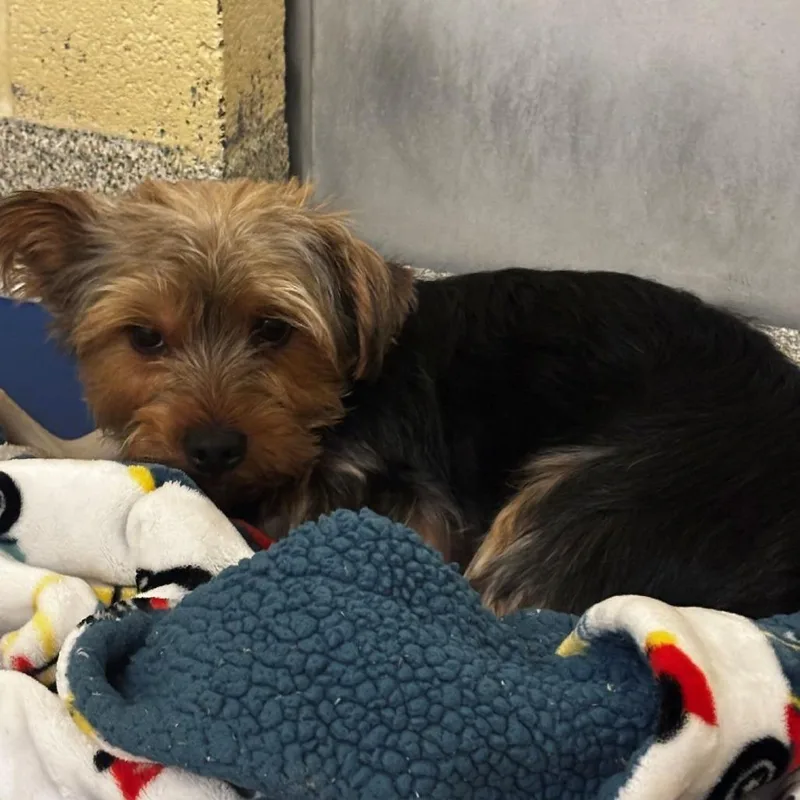 An adult small-sized male Yellow / Tan / Blond / Fawn Yorkshire Terrier dog named Bobby for adoption in Arlington, VA