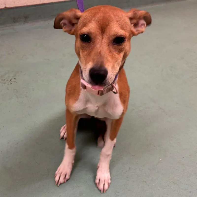 A young small-sized female Yellow / Tan / Blond / Fawn Mixed Breed dog named Rebah for adoption in Memphis, TN