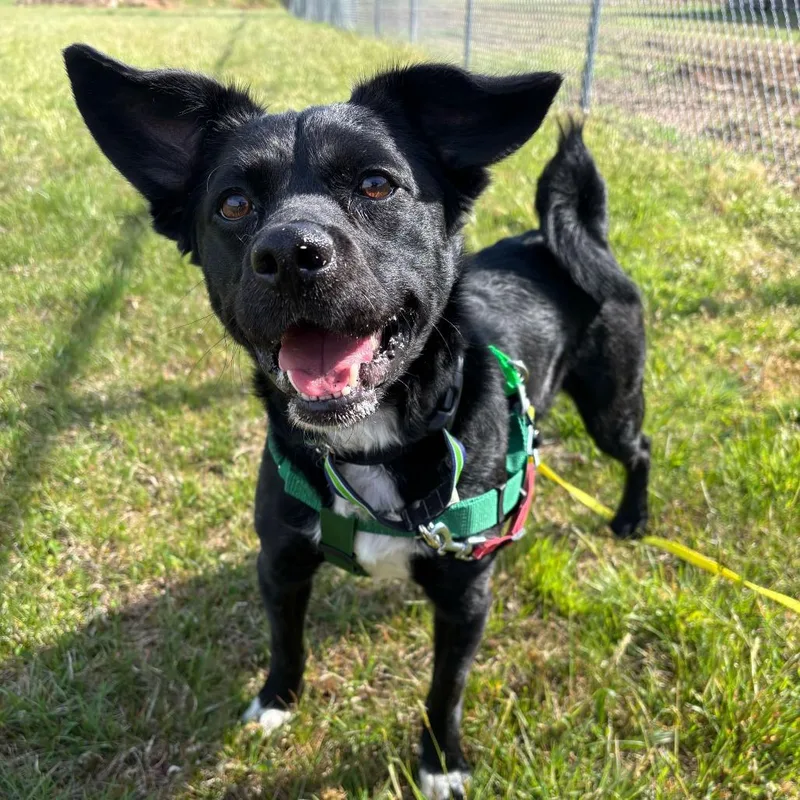 Tony Hawk thumbnail 2