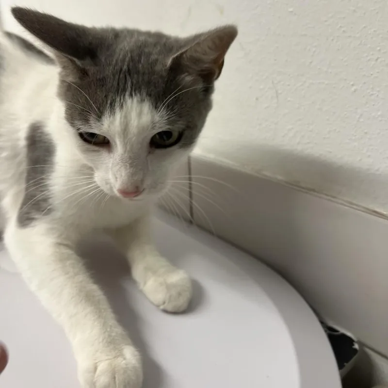 An adult medium-sized female Gray / Blue / Silver Domestic Short Hair cat named Fudge Brownie for adoption in St. Louis, MO