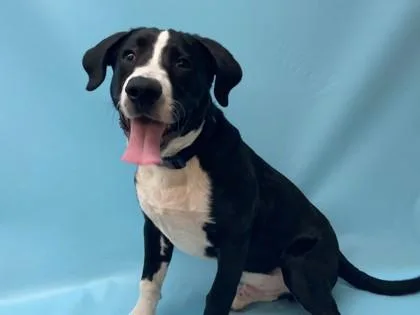 A baby extra large-sized male Great Dane dog named Verdugo for adoption in Golden Valley, MN
