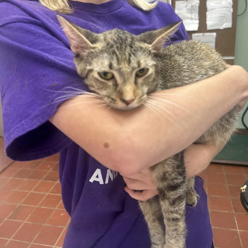 An adult medium-sized female Torbie Domestic Short Hair cat named Nala for adoption in West Point, MS