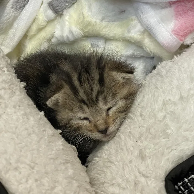 A baby small-sized female Brown / Chocolate Domestic Short Hair cat named Georgia for adoption in Pasadena, CA