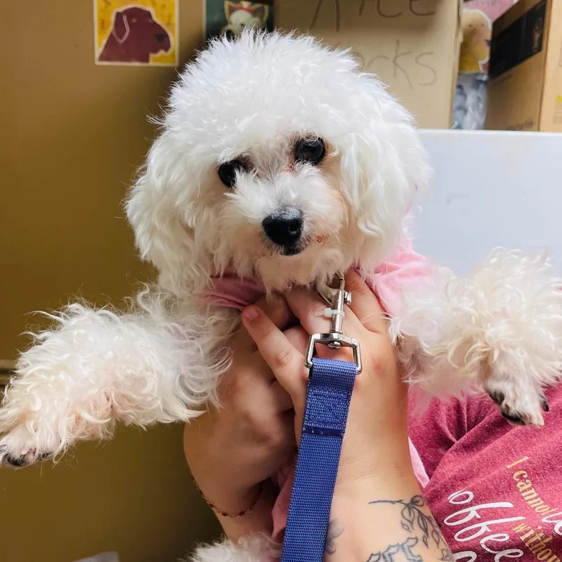 A young small-sized female White / Cream Maltese dog named Pebbles for adoption in Milan, IL