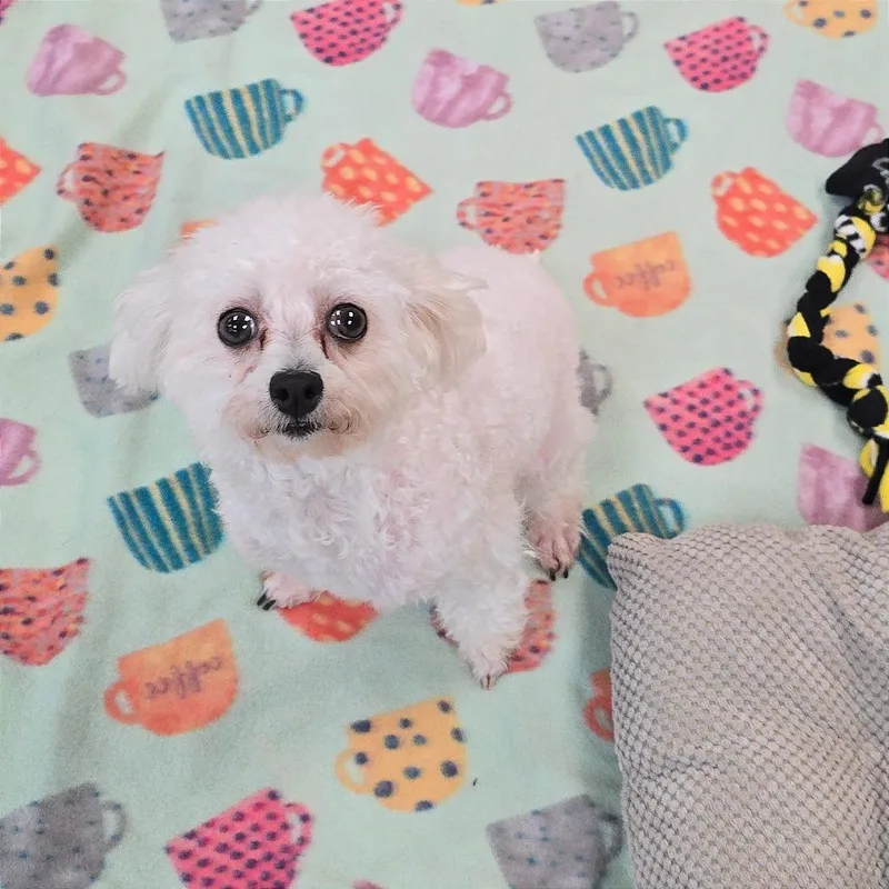 Pebbles thumbnail 4