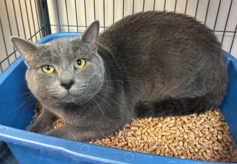 A young large-sized male Domestic Short Hair cat named Gargoyle for adoption in Kearneysville, WV