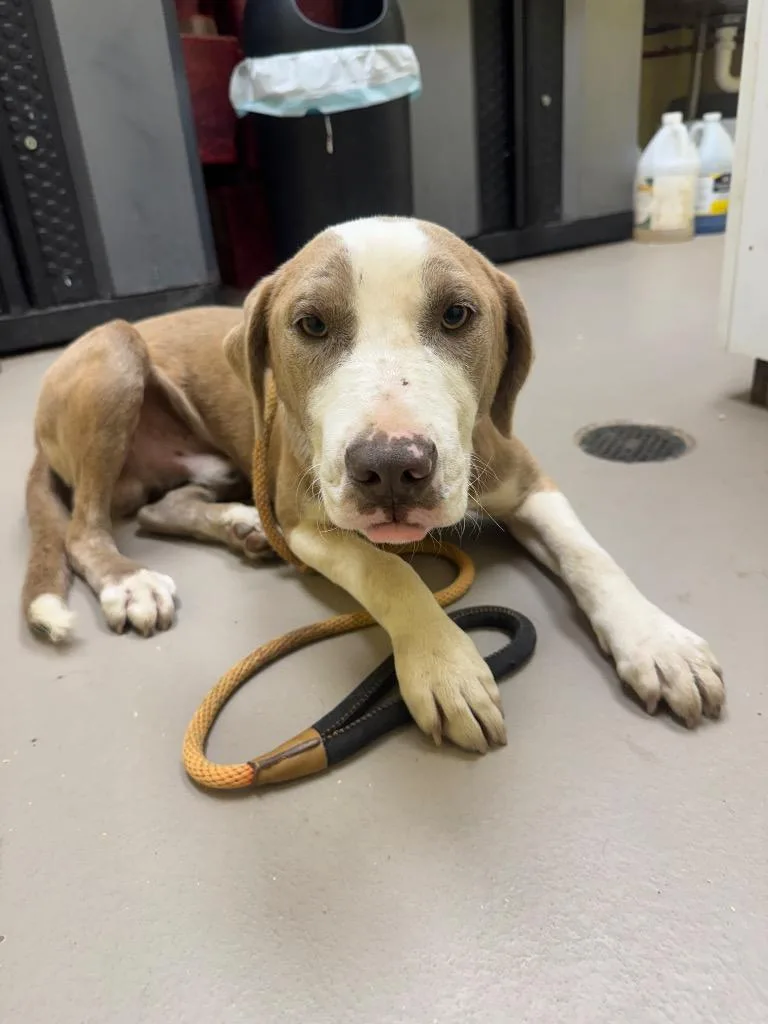 A young medium-sized male American Staffordshire Terrier dog named Scoot for adoption in Crossville, TN