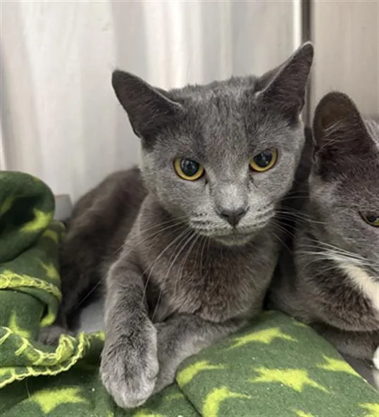 A young small-sized female Domestic Short Hair cat named Sparrow for adoption in Indianapolis, IN