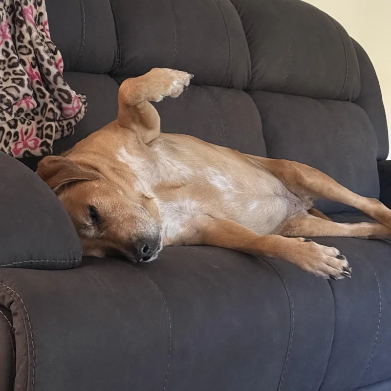 An adult extra large-sized female Golden Labrador Retriever dog named Keia for adoption in Warrington, PA