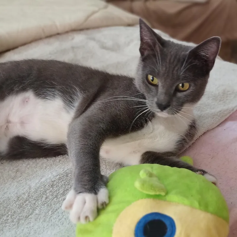 A young medium-sized female Gray / Blue / Silver Domestic Short Hair cat named Minnie for adoption in Orange, CA