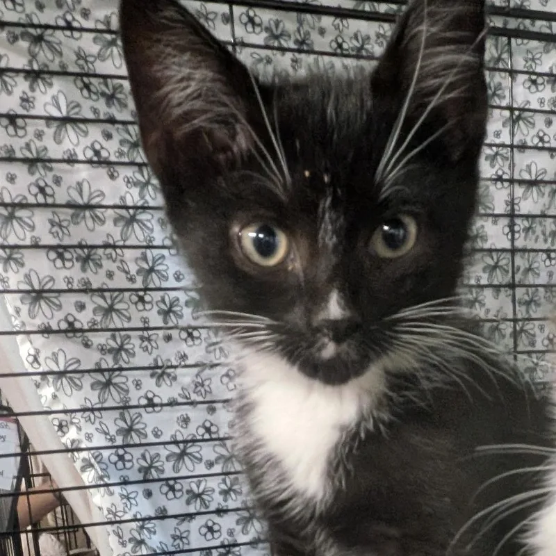 A baby medium-sized male Black & White / Tuxedo American Shorthair cat named Ocean for adoption in Montclair, NJ