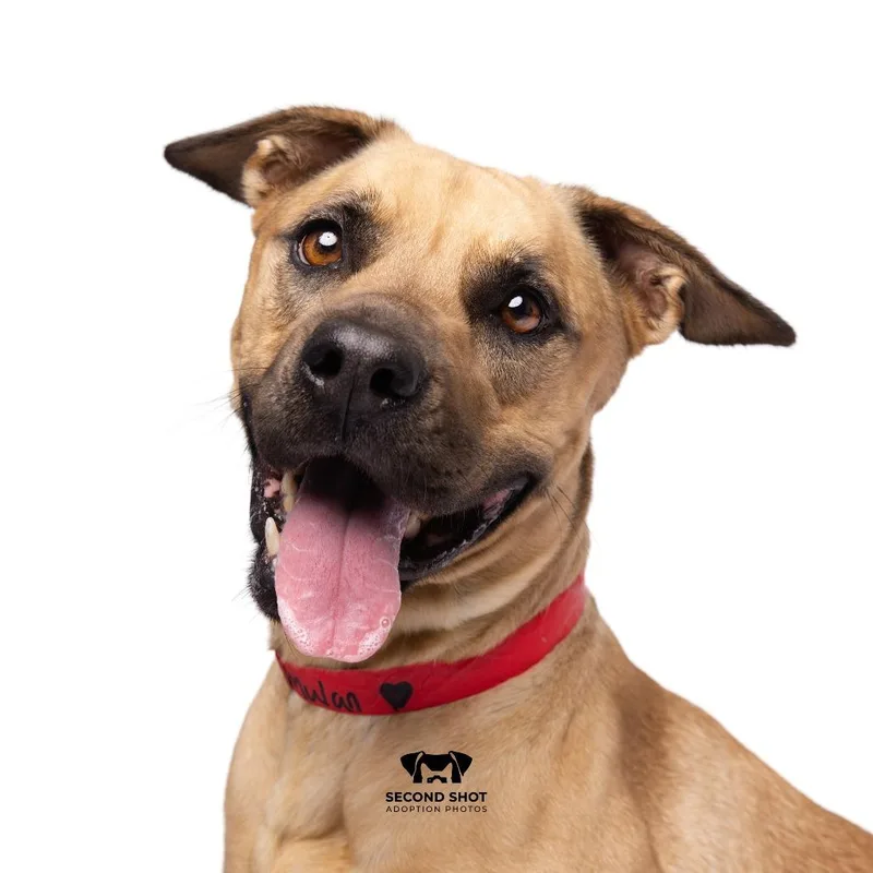 An adult medium-sized female Yellow / Tan / Blond / Fawn Rhodesian Ridgeback dog named Mulan for adoption in Tampa, FL