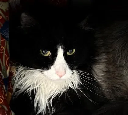 Mr. Shelby thumbnail 3
