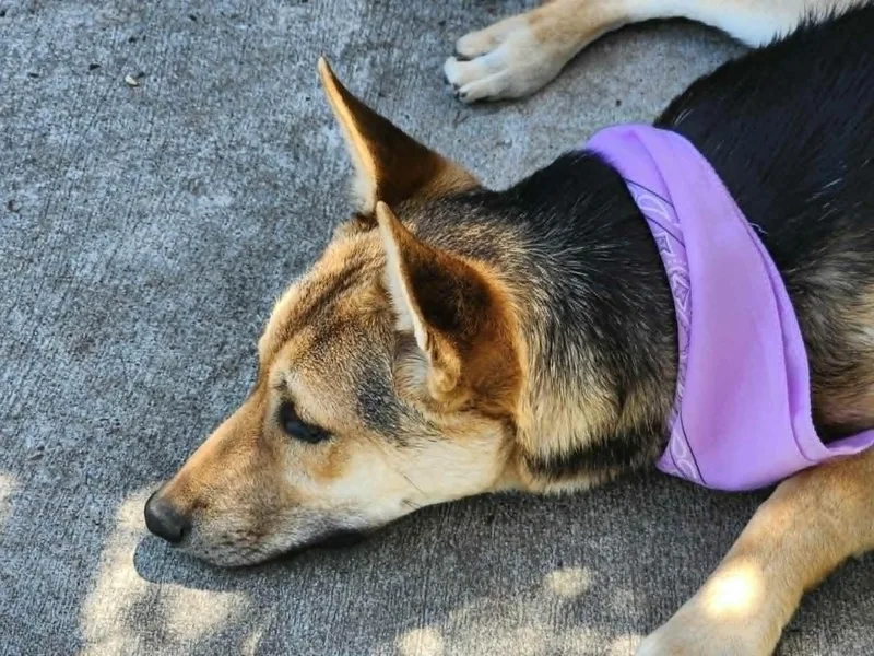A young medium-sized female German Shepherd Dog dog named Annie for adoption in Baytown, TX
