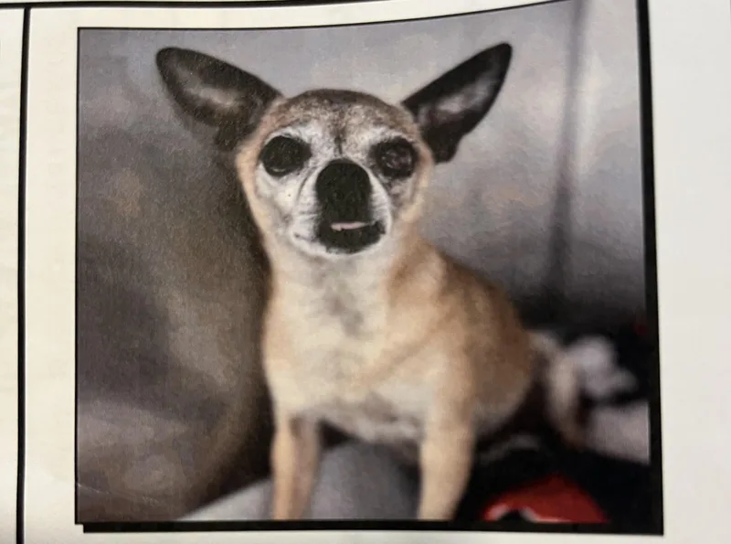 A senior small-sized male Chihuahua dog named Mojo for adoption in Lafayette, CA