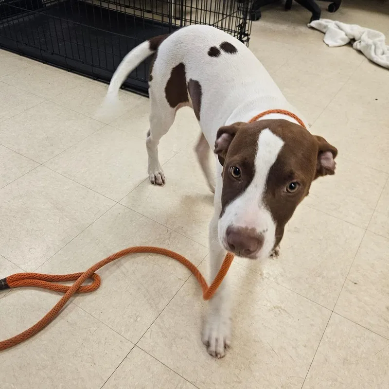 A baby medium-sized male White / Cream Mixed Breed dog named Spot for adoption in Lake Panasoffkee, FL