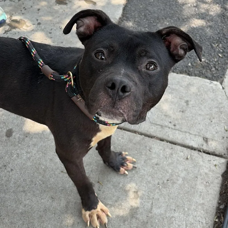 An adult medium-sized male Black Pit Bull Terrier dog named Dolphin for adoption in Newark, NJ