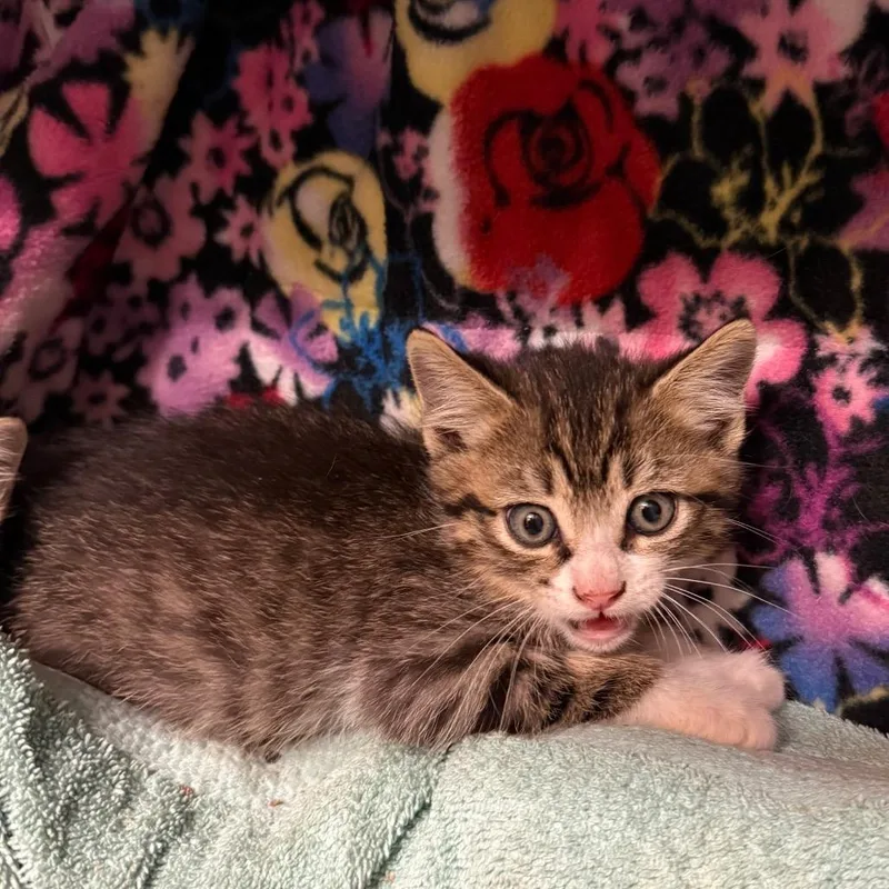 A baby small-sized male Brown / Chocolate Domestic Short Hair cat named Eugene for adoption in Council Bluffs, IA