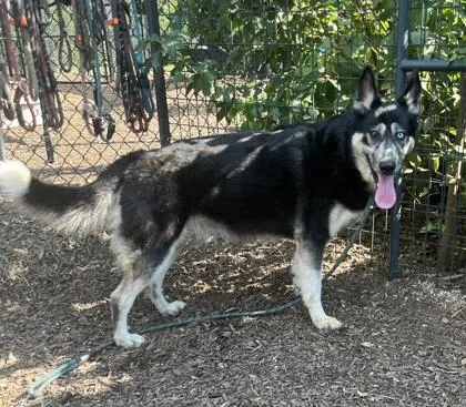 An adult large-sized female Mixed Breed dog named Makka for adoption in Chamblee, GA