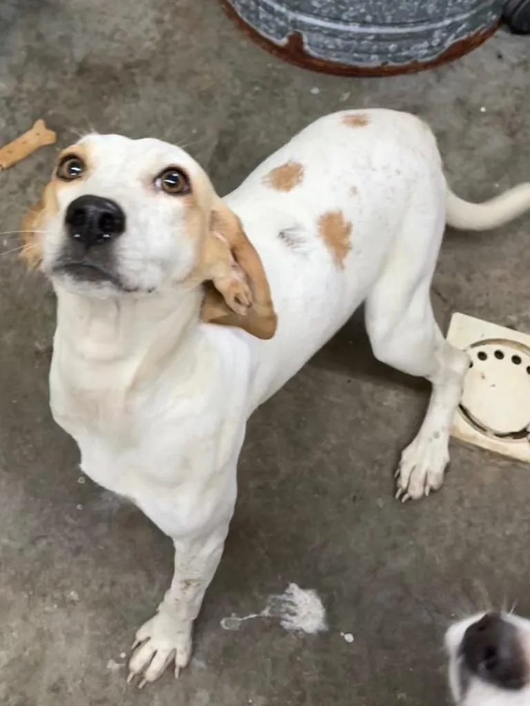 A young medium-sized female Hound dog named Daisy for adoption in Swainsboro, GA