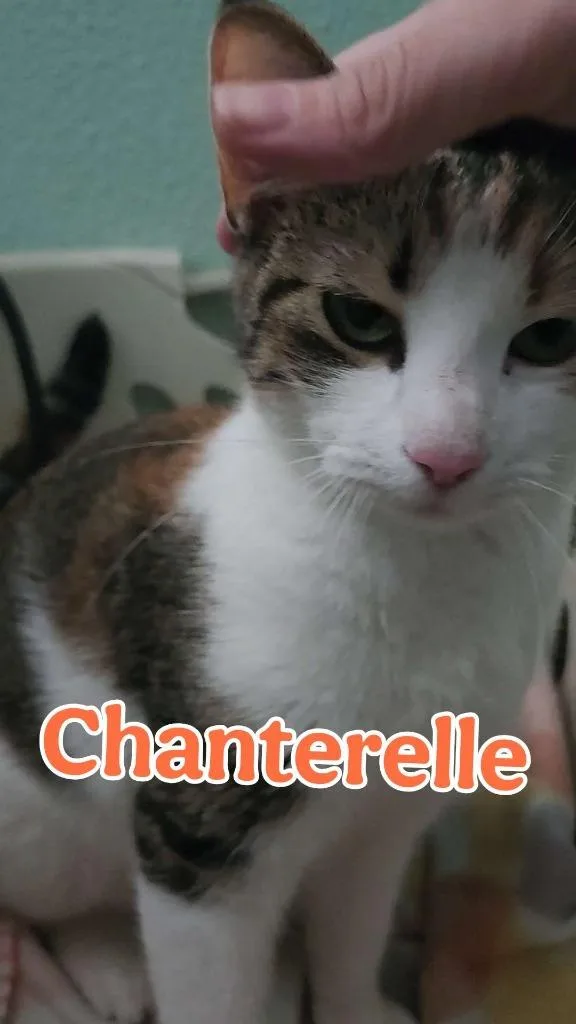 An adult small-sized female Domestic Short Hair cat named Chanterelle for adoption in Hillsboro, OH