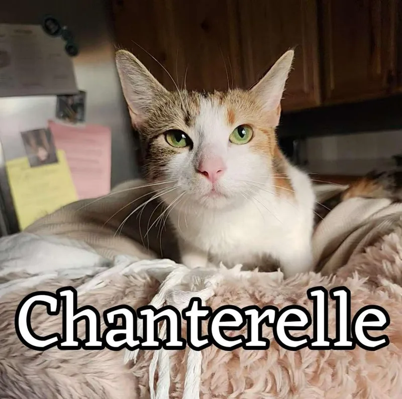 Chanterelle thumbnail 2