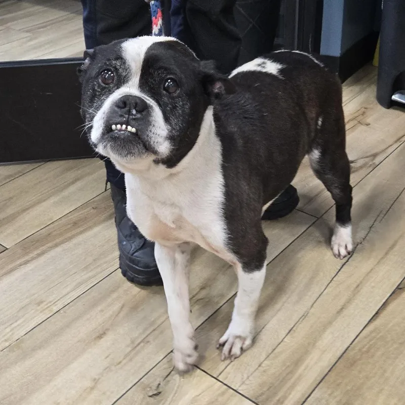 A senior medium-sized female Black Mixed Breed dog named Fruity Pebbles for adoption in Newark, NJ