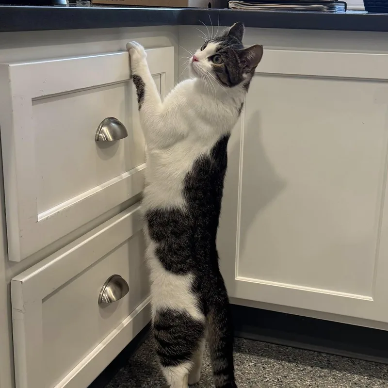 A baby medium-sized female American Shorthair cat named Maqui for adoption in Danbury, CT