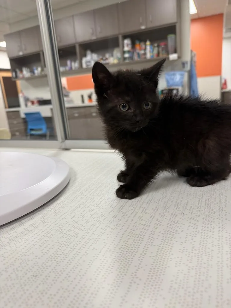 A baby large-sized male Domestic Short Hair cat named Paul for adoption in Greenfield, IN