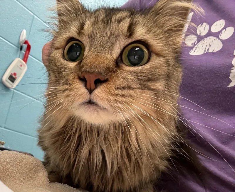 Delilah