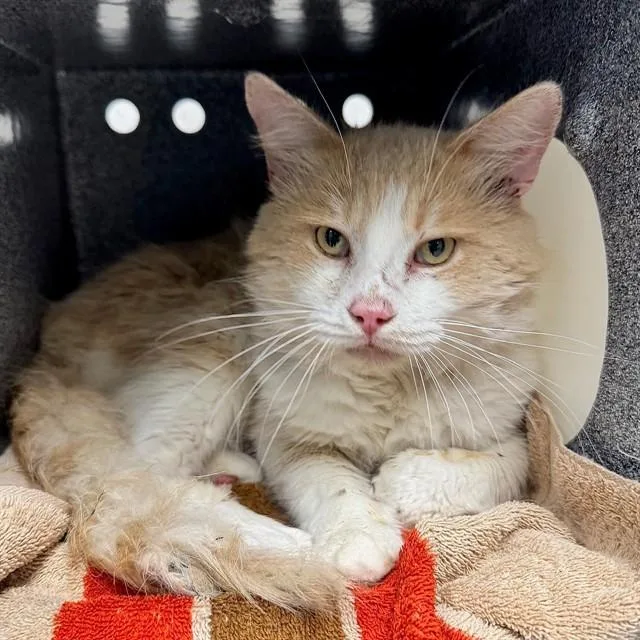 An adult medium-sized male Domestic Short Hair cat named Butters for adoption in Naples, FL